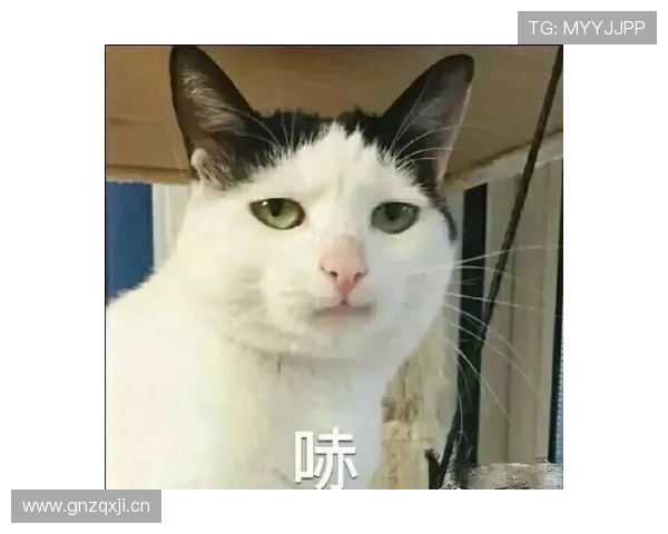 练俊杰家的猫都比普通人活得精致
